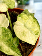 Alocasia Ninja Tricolor fi10,5