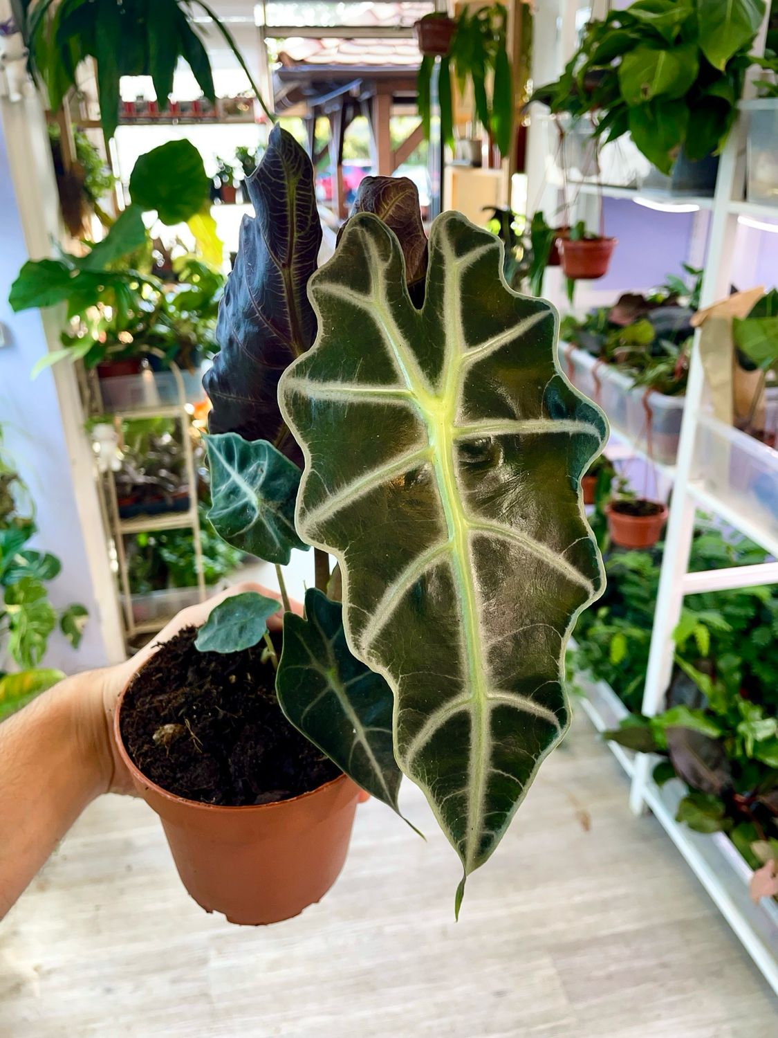 Alocasia Polly fi12