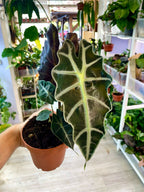 Alocasia Polly fi12