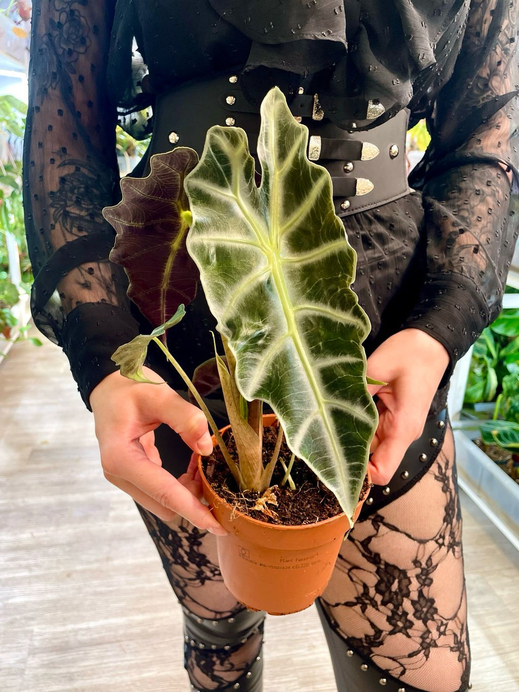 Alocasia Polly fi12