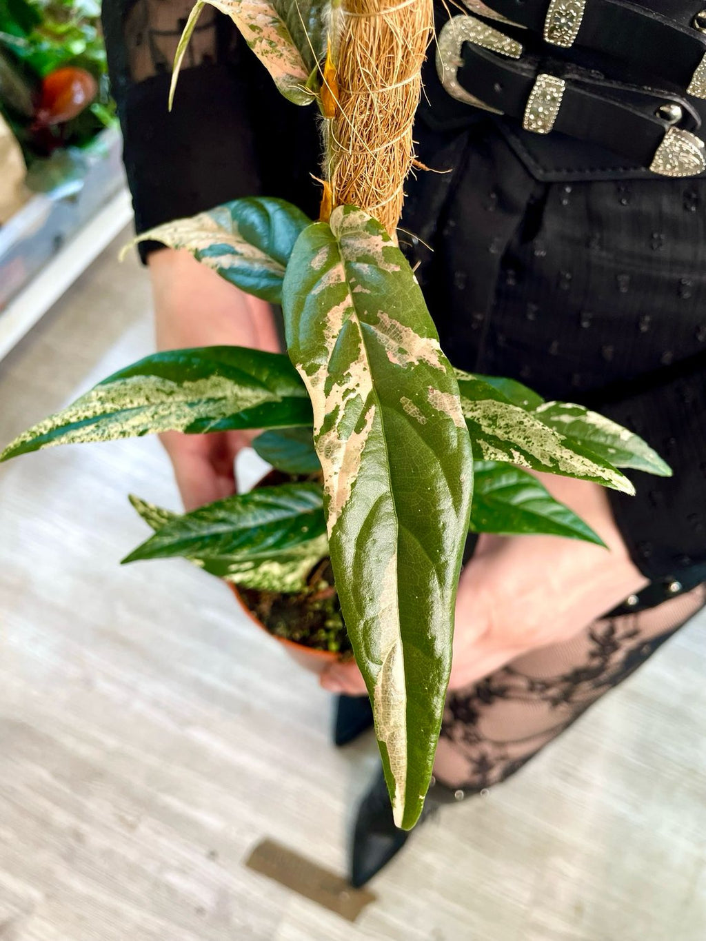 Ficus Sagittata Variegata Pink fi9