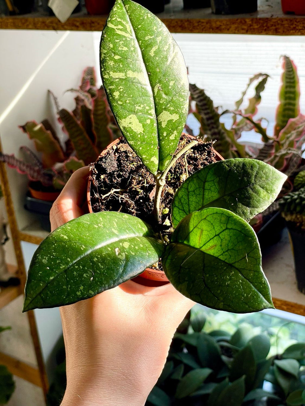 Hoya Crassipetiolata Splash fi10.50