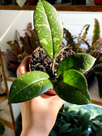Hoya Crassipetiolata Splash fi10.50