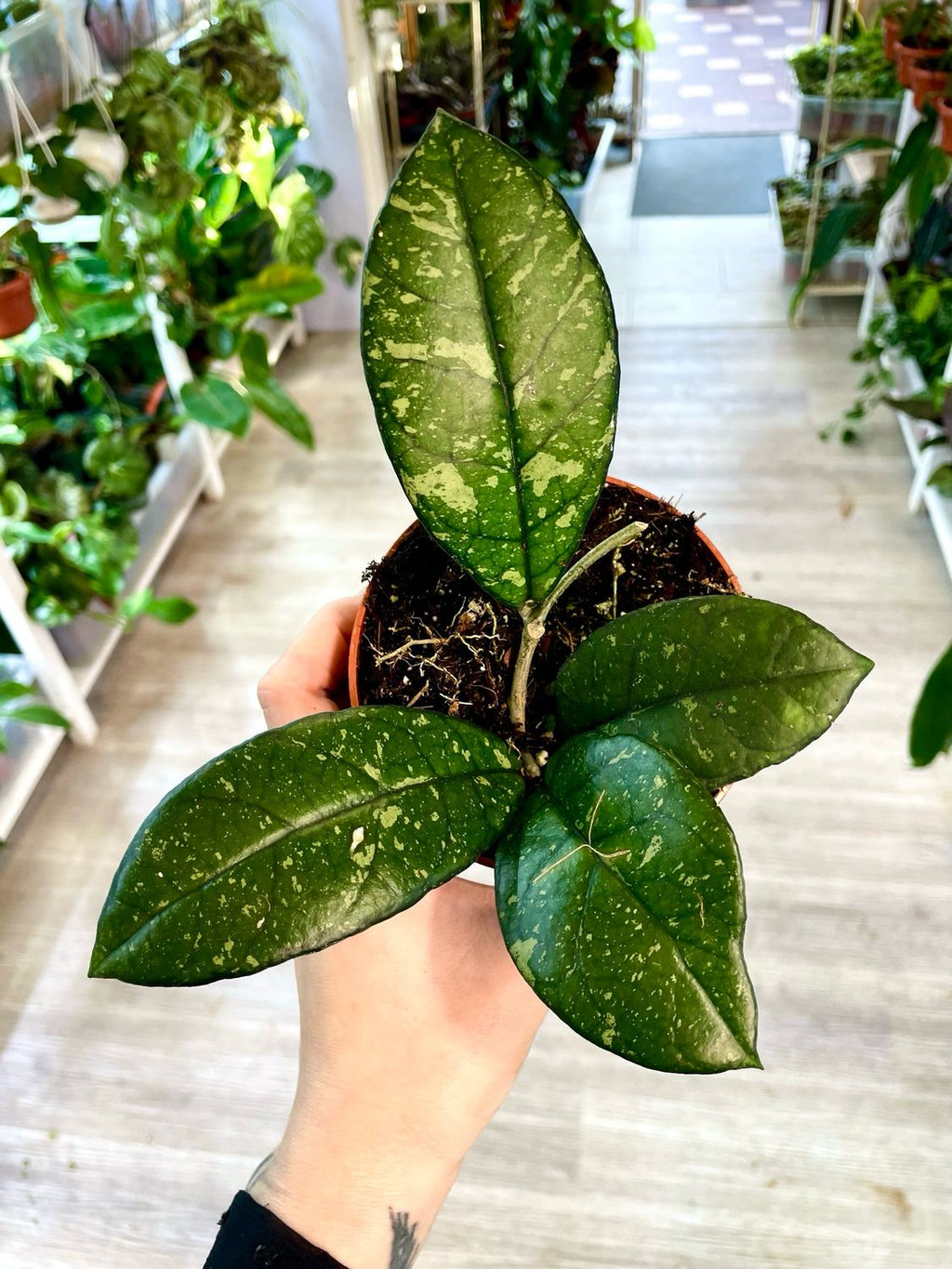 Hoya Crassipetiolata Splash fi10.50