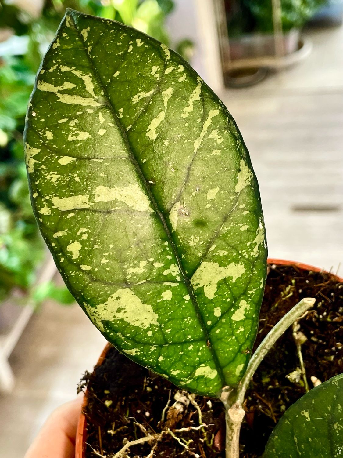 Hoya Crassipetiolata Splash fi10.50