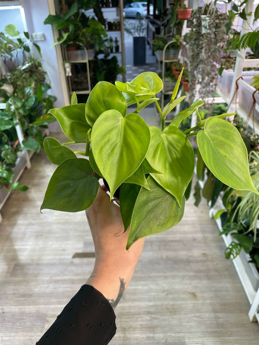 Philodendron Scandens fi12