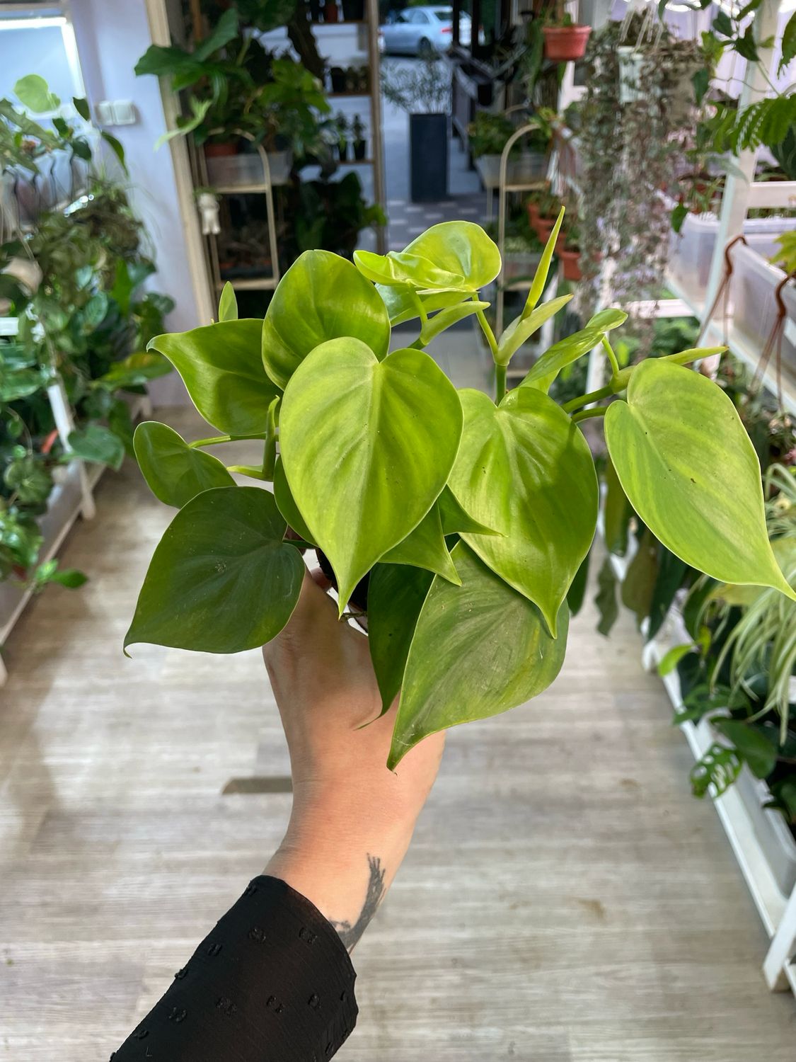 Philodendron Scandens fi12