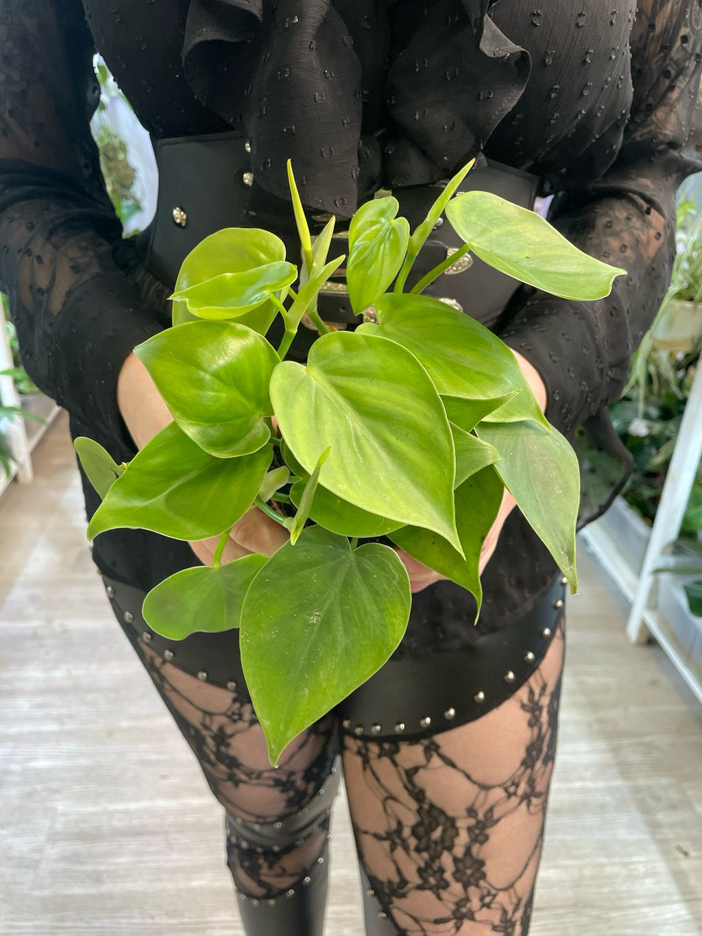 Philodendron Scandens fi12