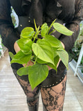 Philodendron Scandens fi12
