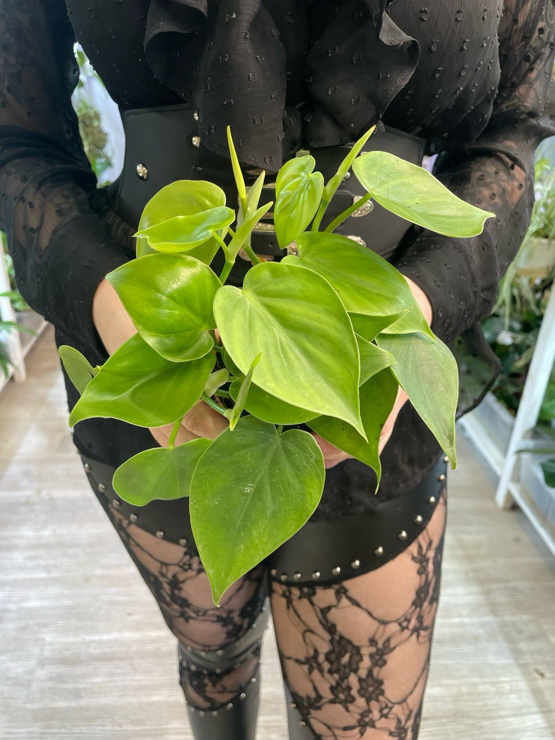 Philodendron Scandens fi12
