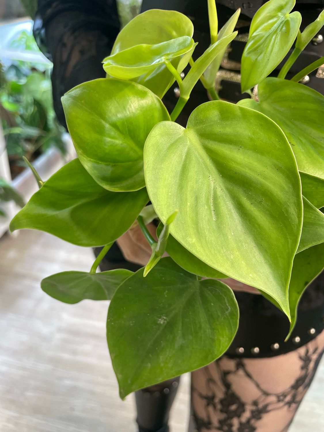 Philodendron Scandens fi12