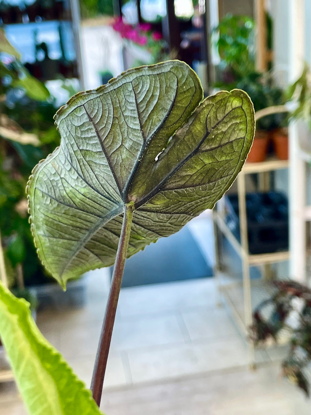 Alocasia Olanii fi8