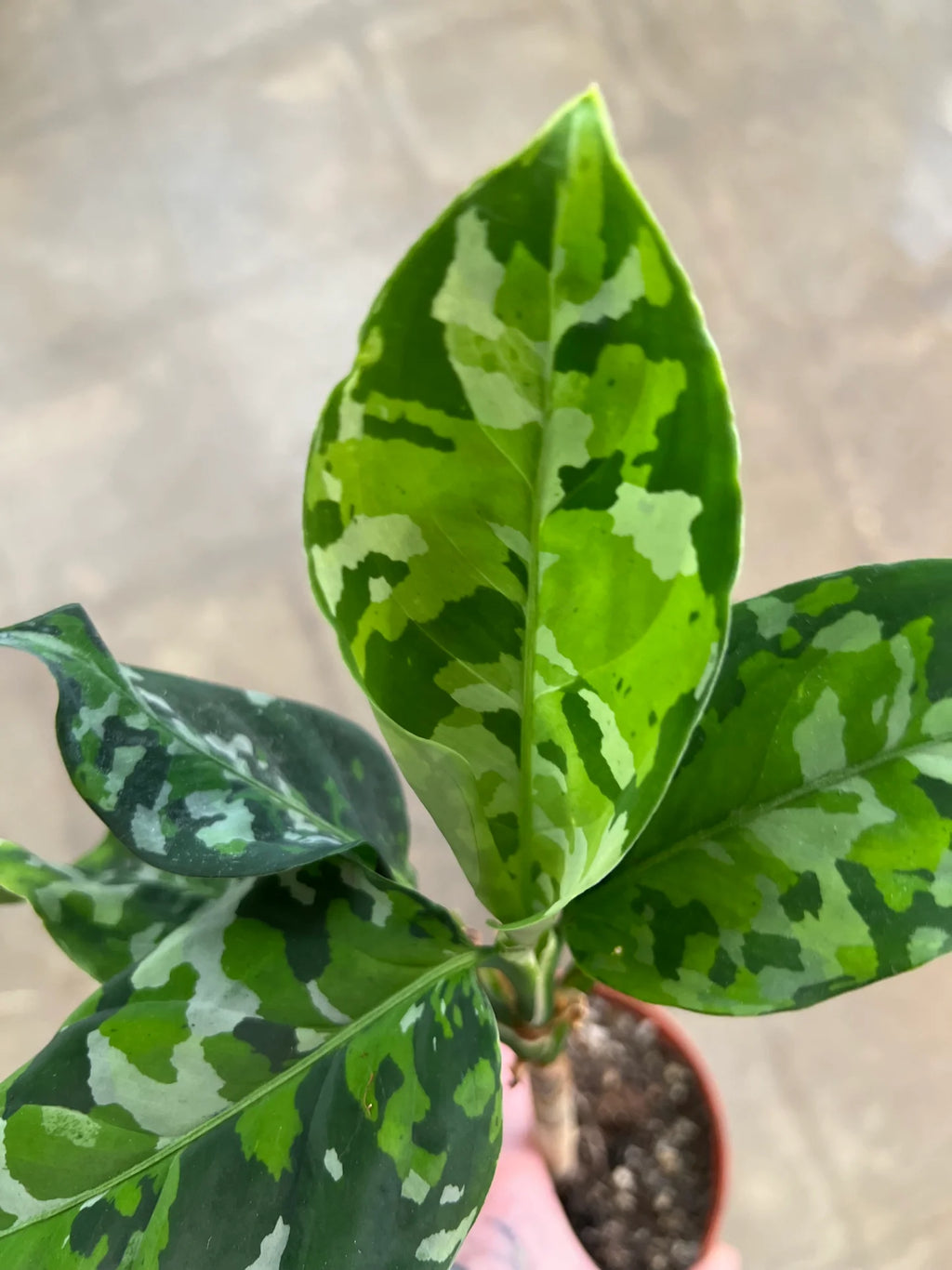 Aglaonema Pictum Tricolor fi10,5