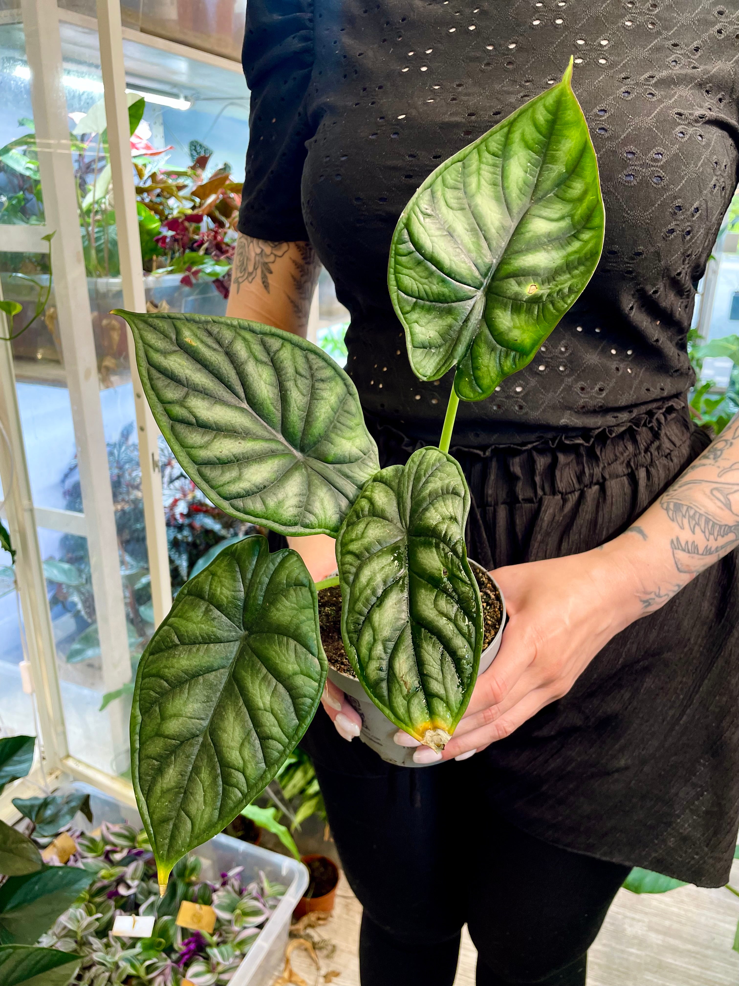 Alocasia Dragon Scale fi10