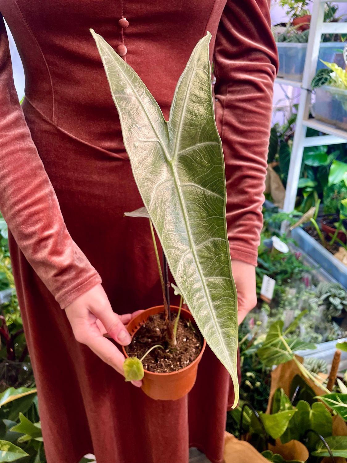 Alocasia Longiloba Silver fi10,5