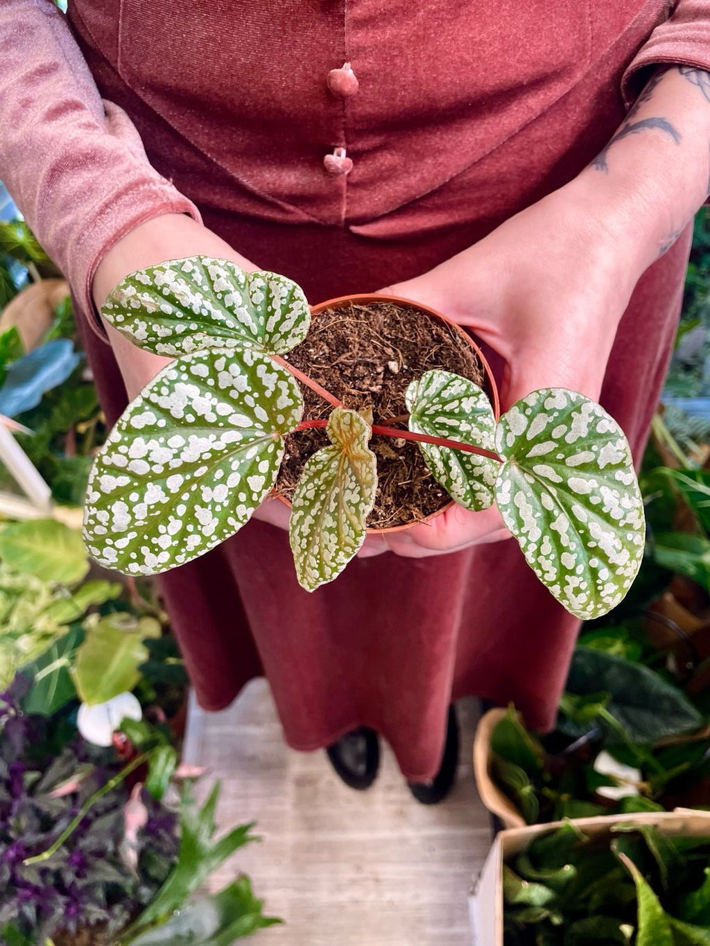 Begonia Snowcap fi6