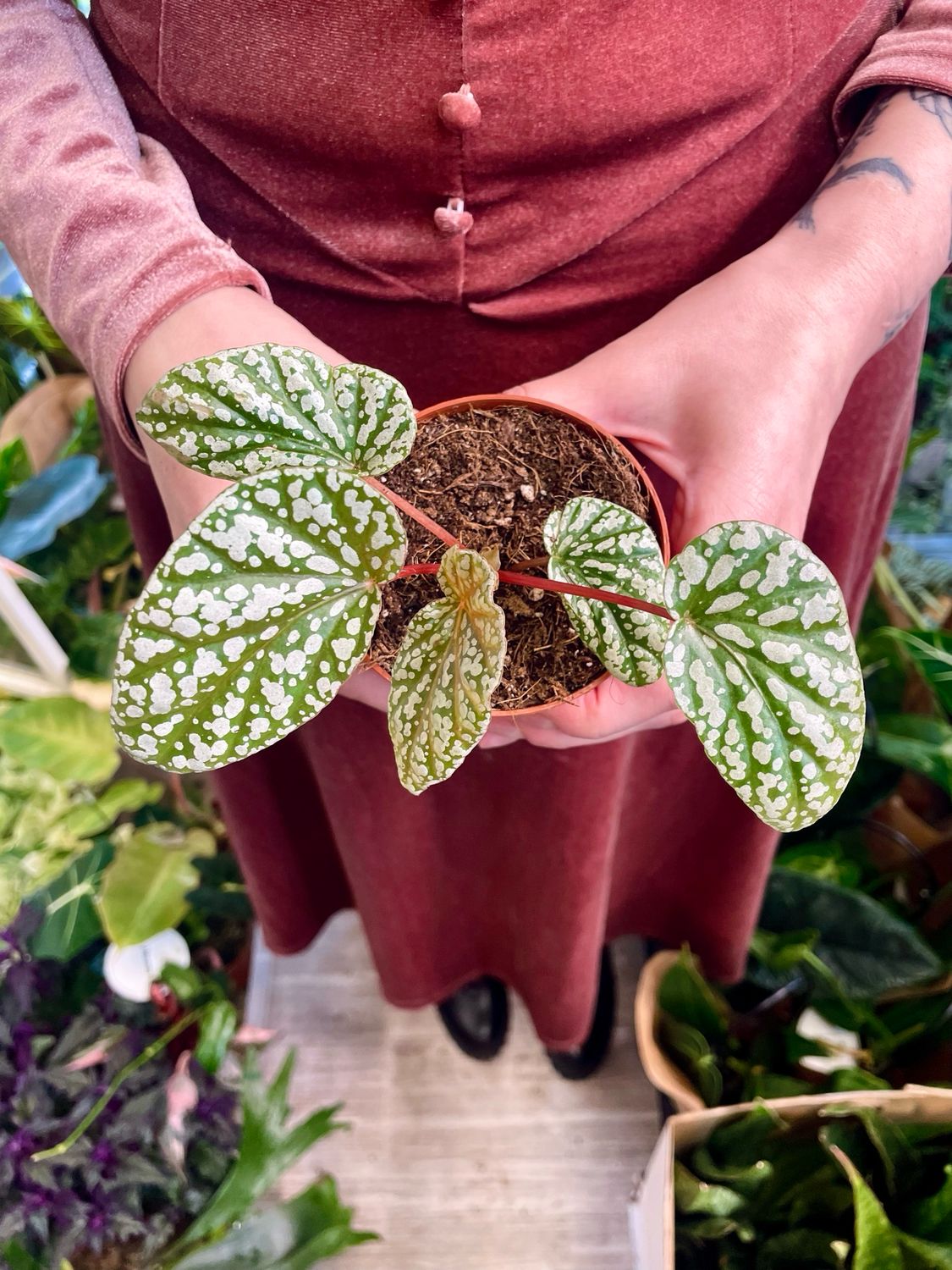 Begonia Snowcap fi6