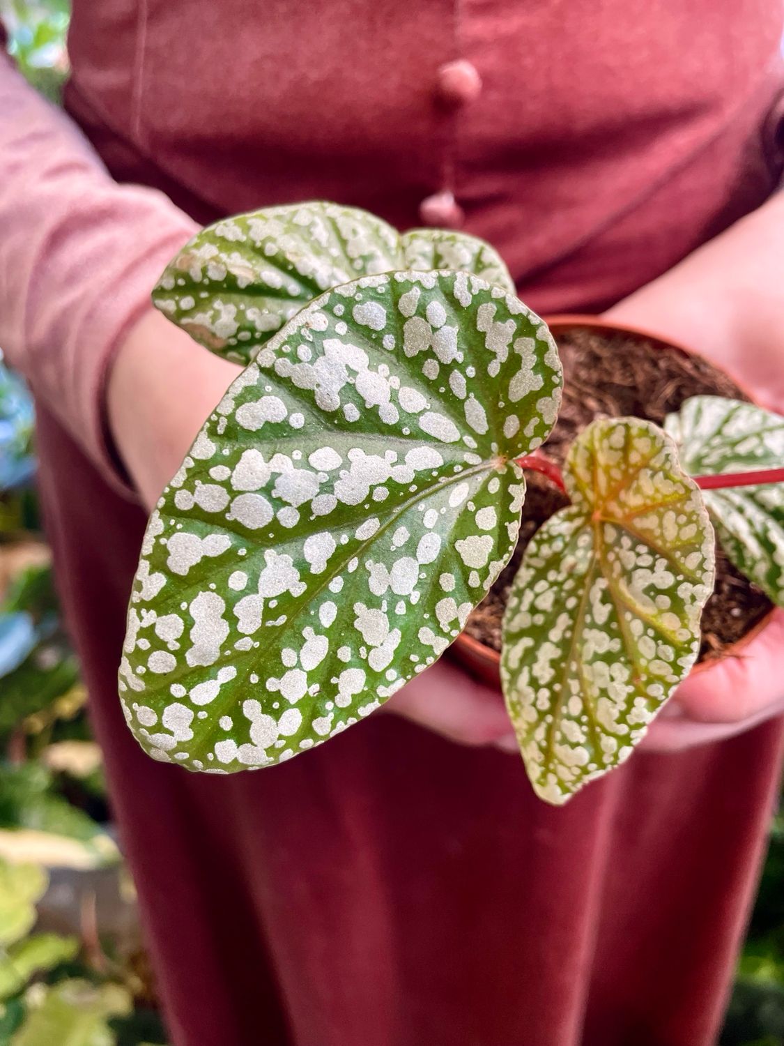 Begonia Snowcap fi6