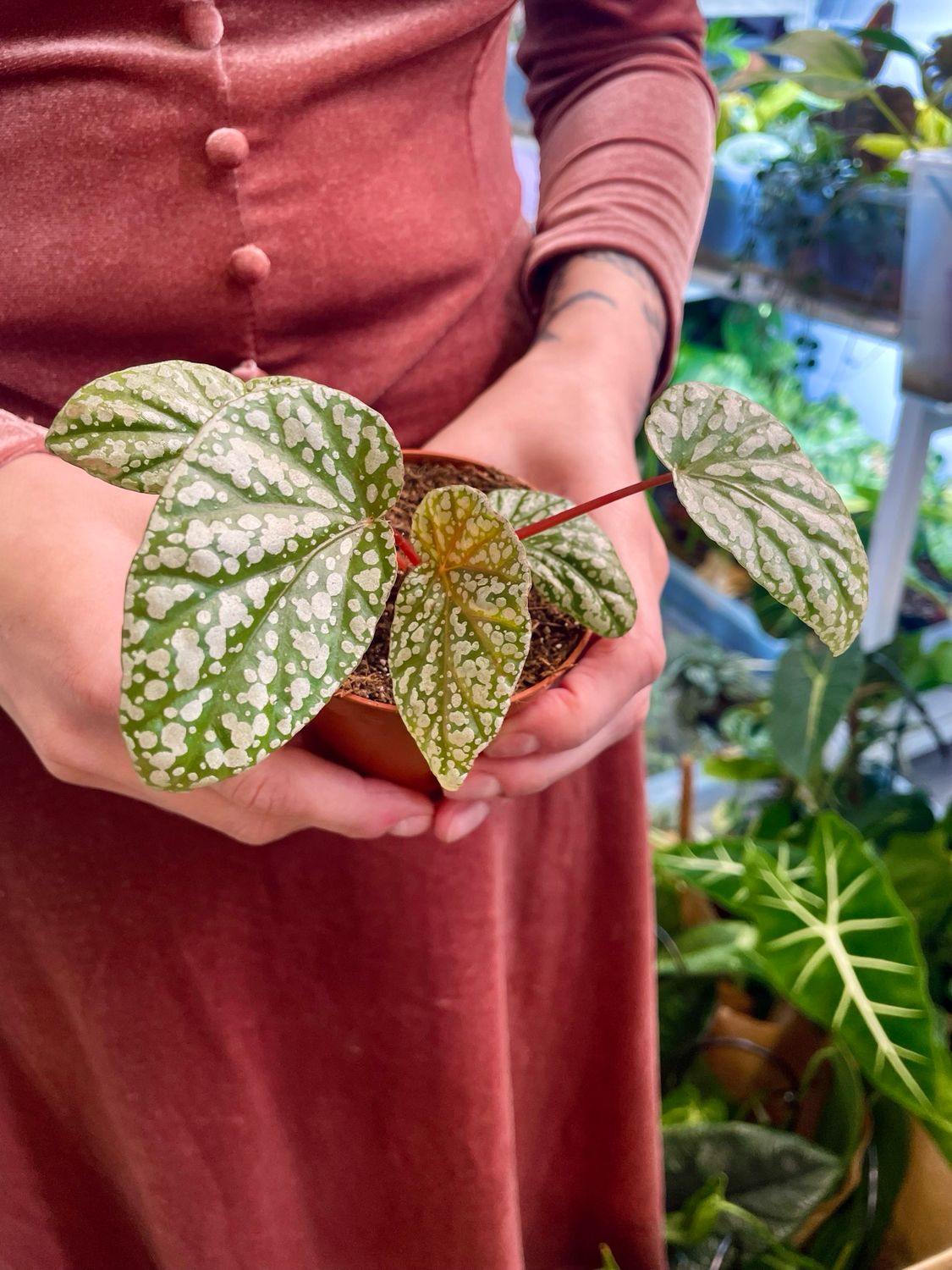 Begonia Snowcap fi6
