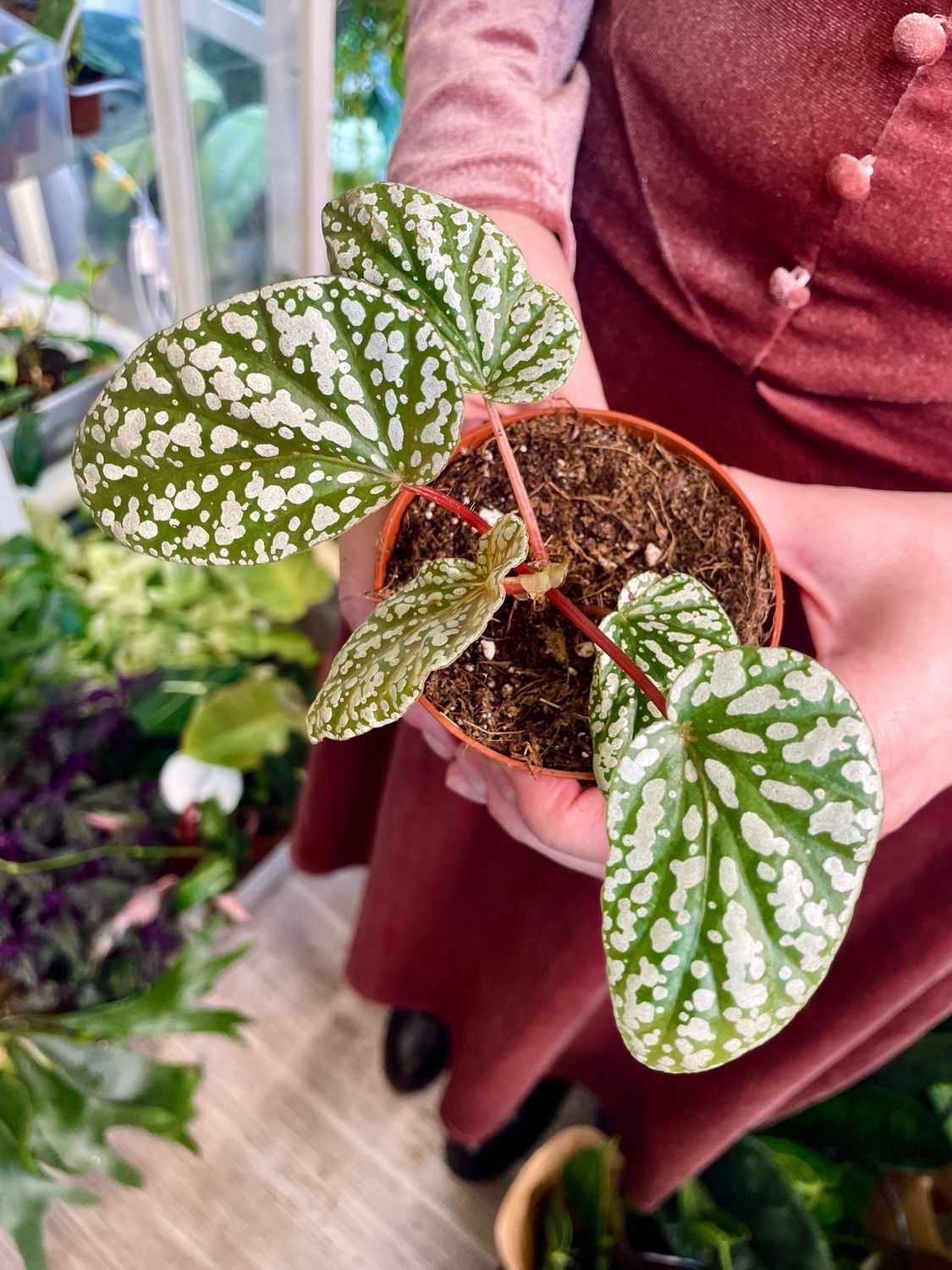 Begonia Snowcap fi6