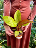 Philodendron Mars fi12