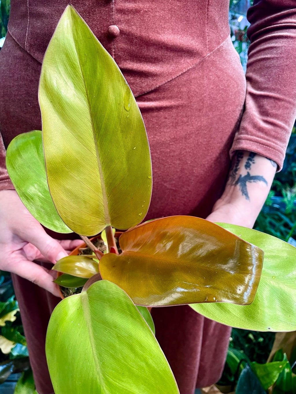 Philodendron Mars fi12