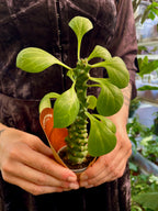 Euphorbia Ritchiei fi6