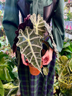 Alocasia Polly fi12
