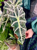 Alocasia Polly fi12