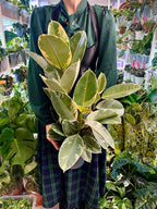 Ficus Elastica Tineke fi17