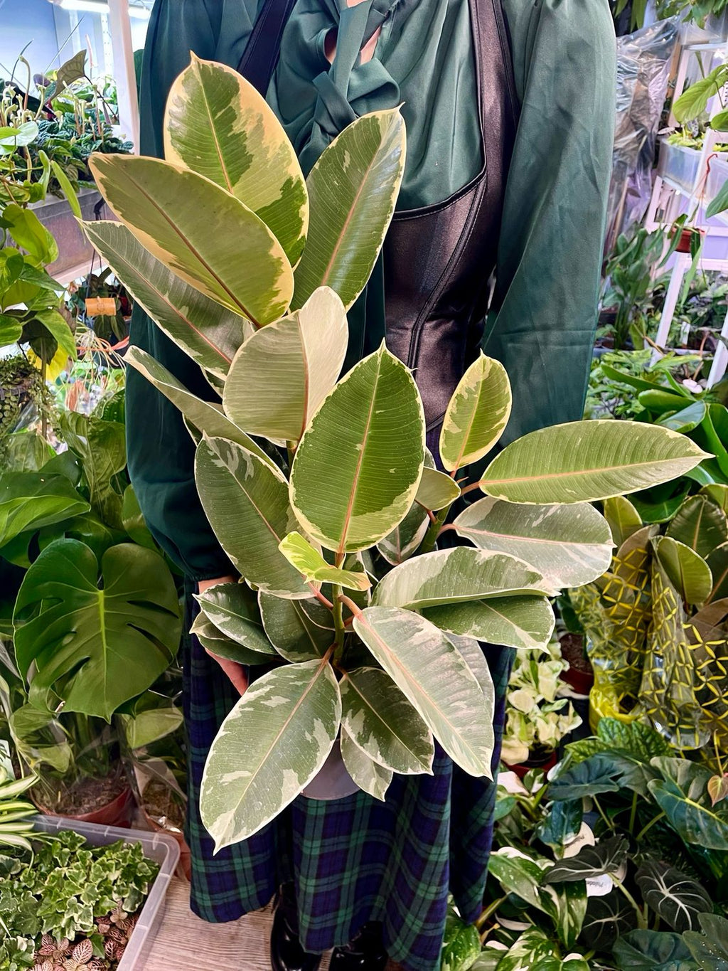 Ficus Elastica Tineke fi17