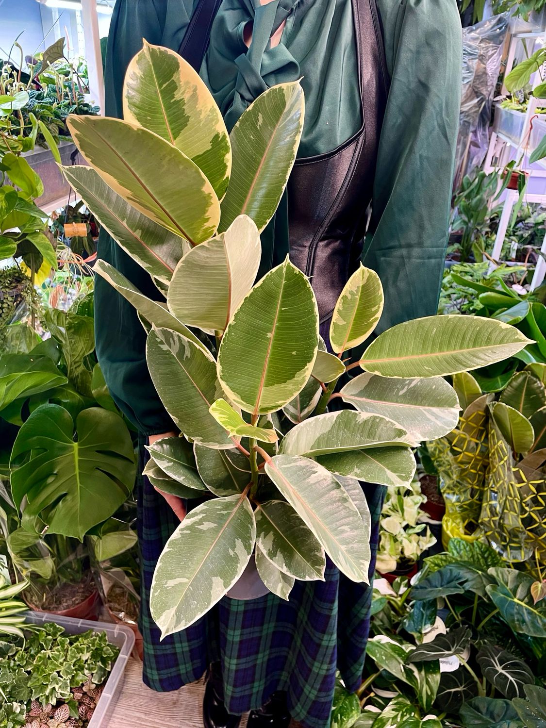 Ficus Elastica Tineke fi17