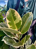 Ficus Elastica Tineke fi17