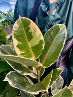 Ficus Elastica Tineke fi17