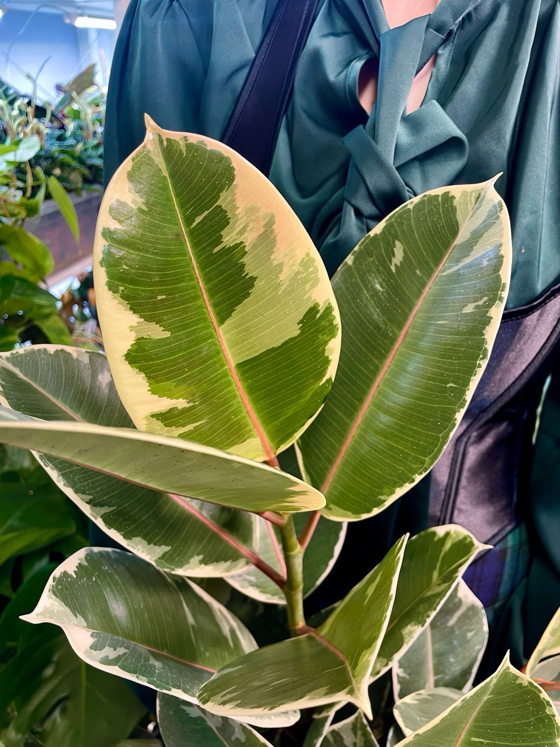 Ficus Elastica Tineke fi17