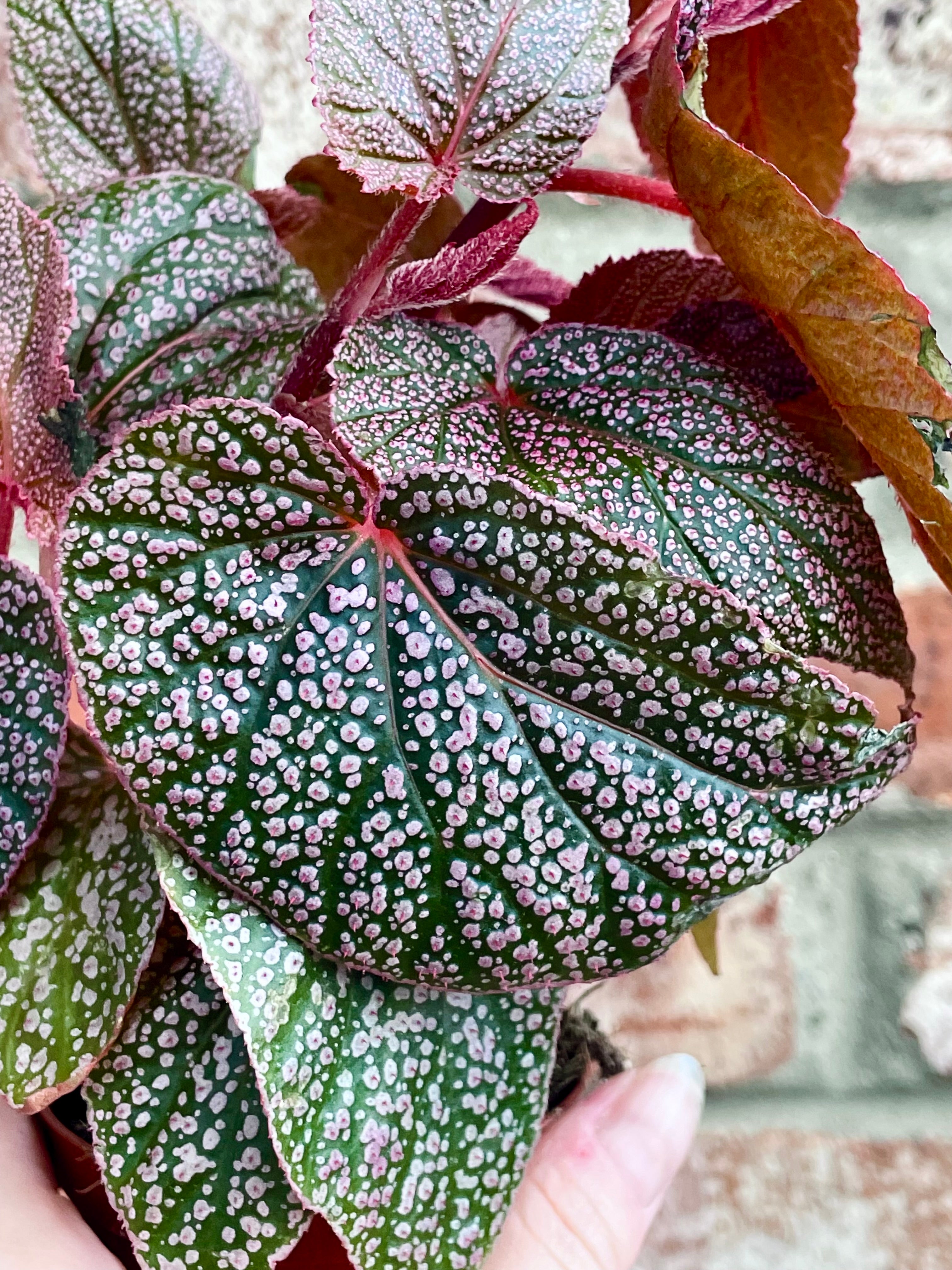 Begonia Morris fi8