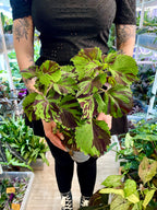 Coleus 'Green Lolite'