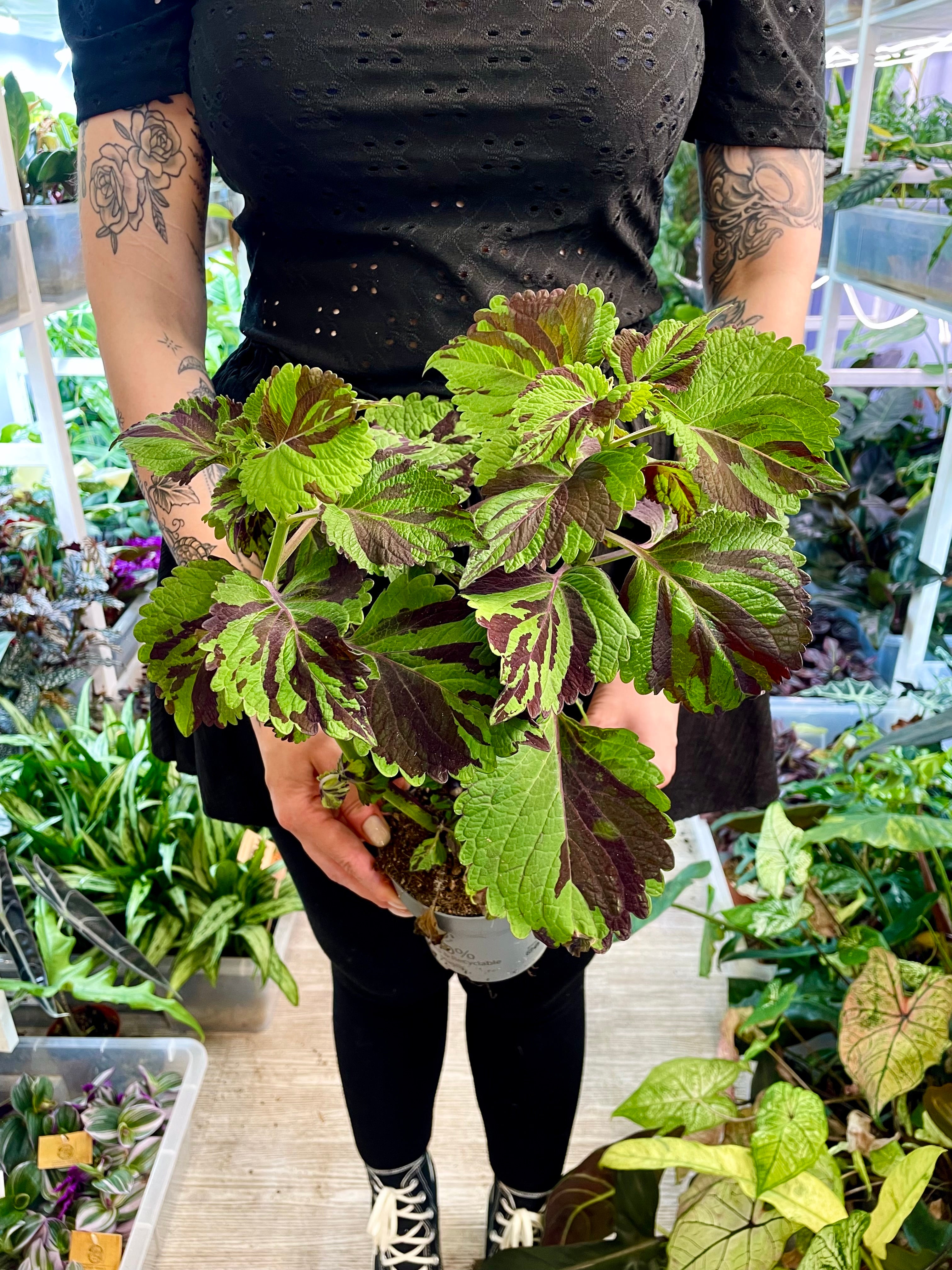 Coleus 'Green Lolite'