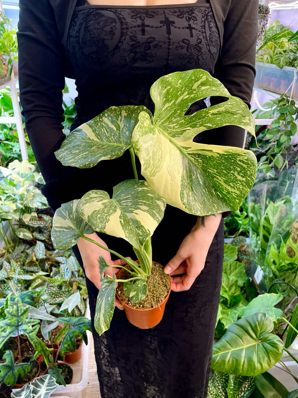 Monstera Thai Constellation Creme Brule fi12
