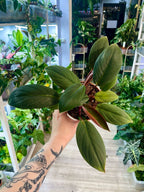 Homalomena Red Sumatra fi10.5