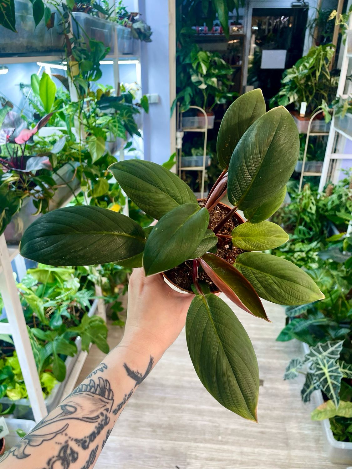 Homalomena Red Sumatra fi10.5