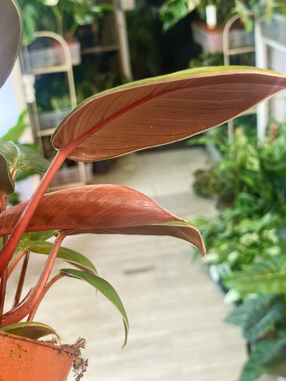 Homalomena Red Sumatra fi10.5