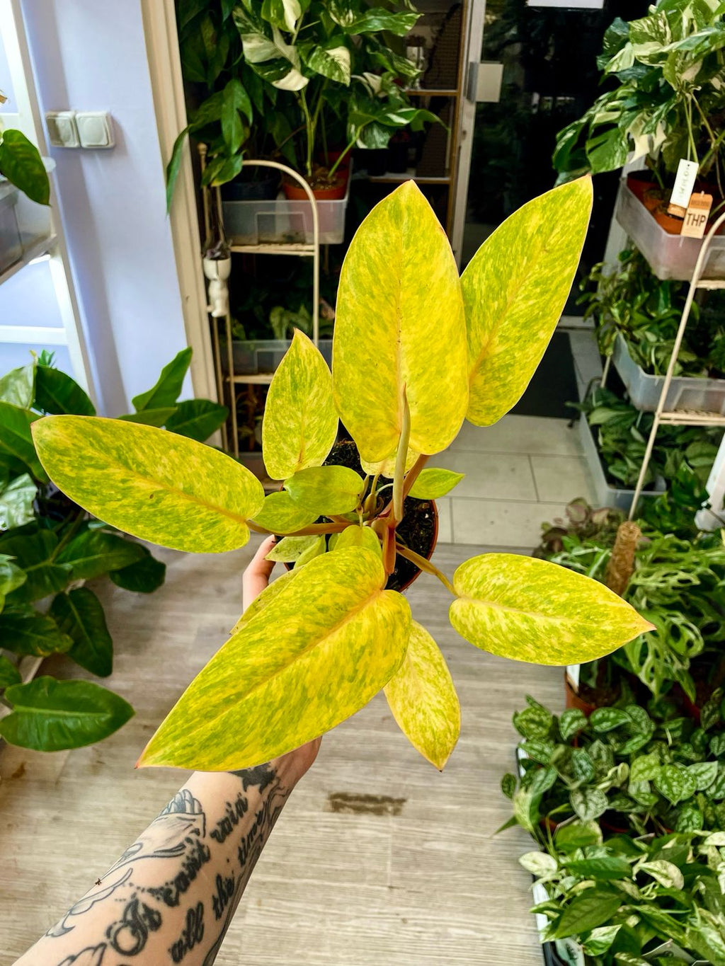 Philodendron Painted Lady fi12