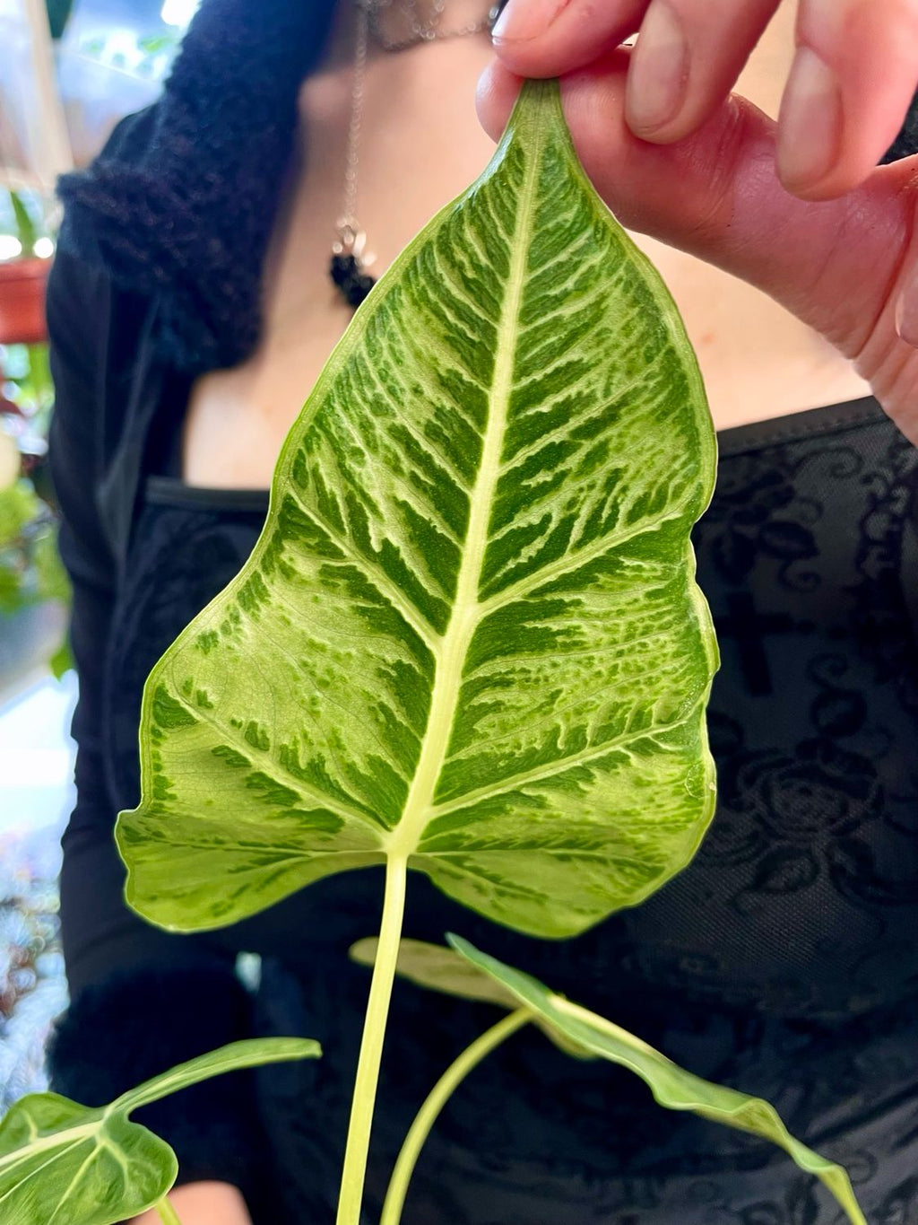 Alocasia Frydek Tattoo fi10,5