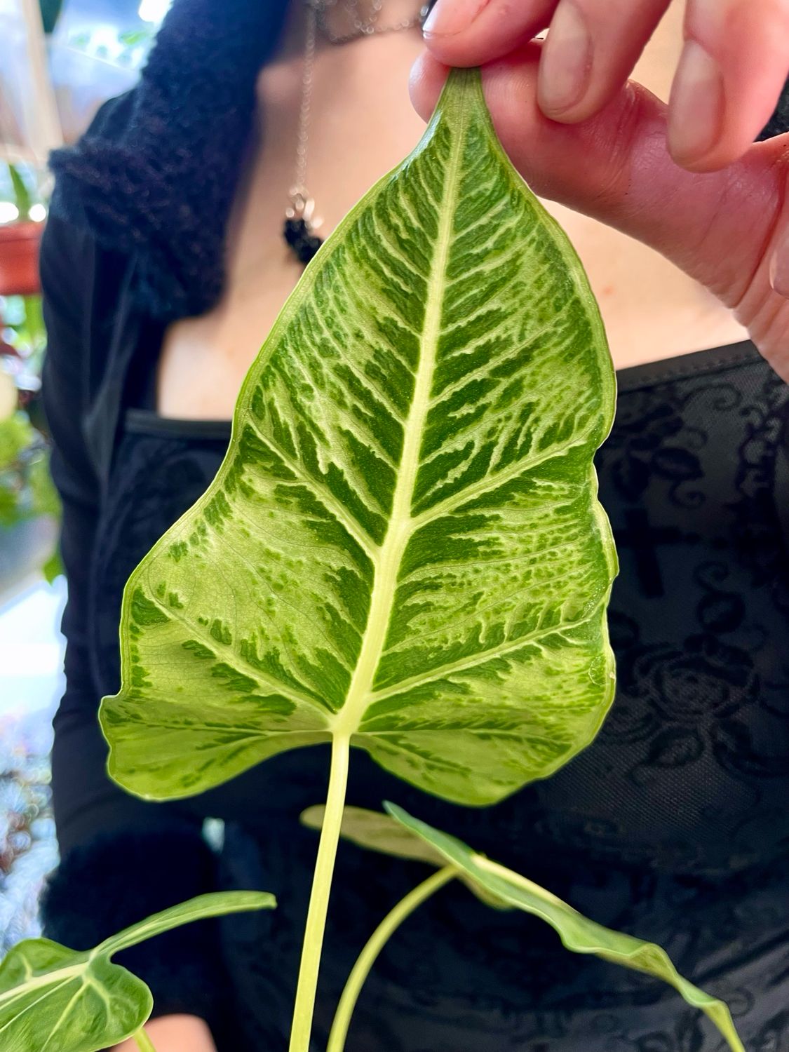 Alocasia Frydek Tattoo fi10,5