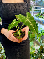 Alocasia Frydek Tattoo fi10,5