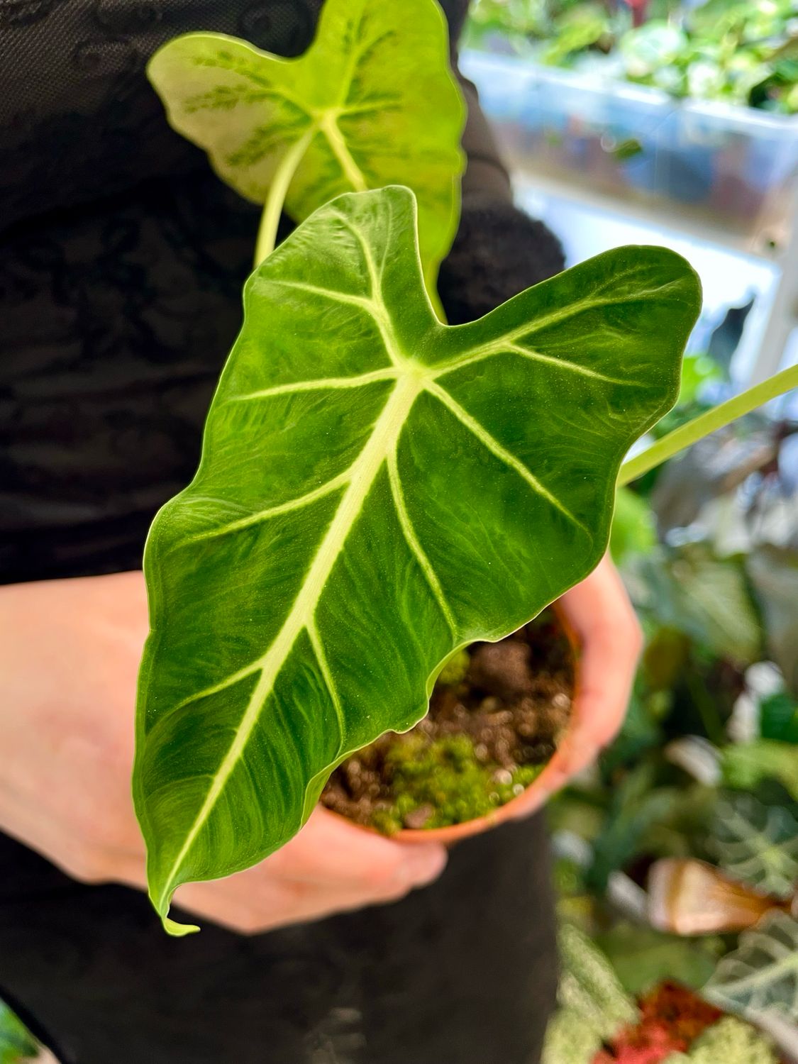 Alocasia Frydek Tattoo fi10,5
