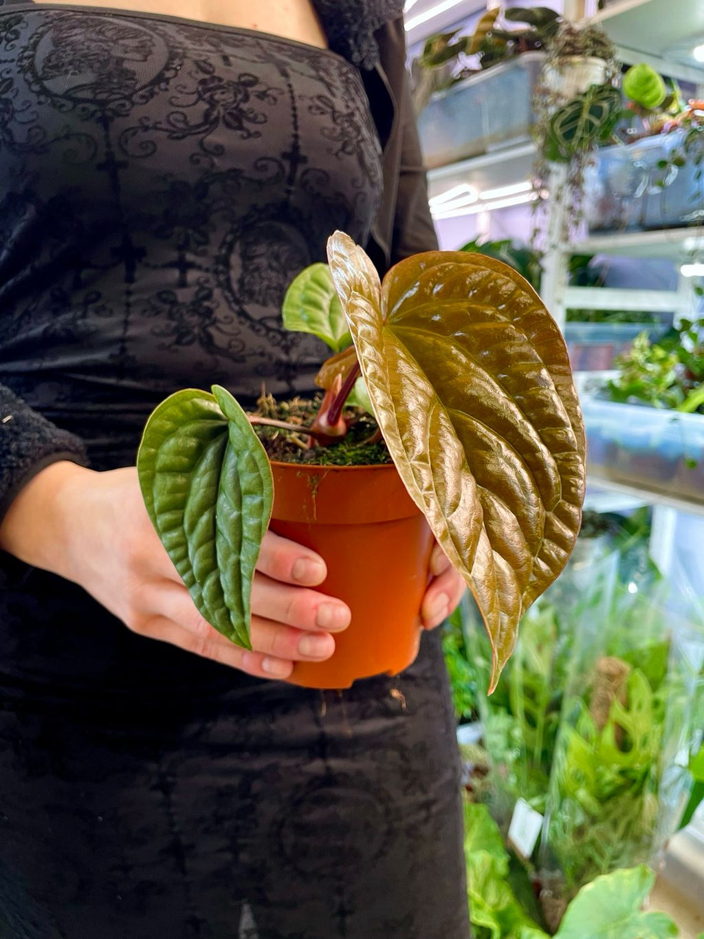 Anthurium Luxurians x Radicans fi12