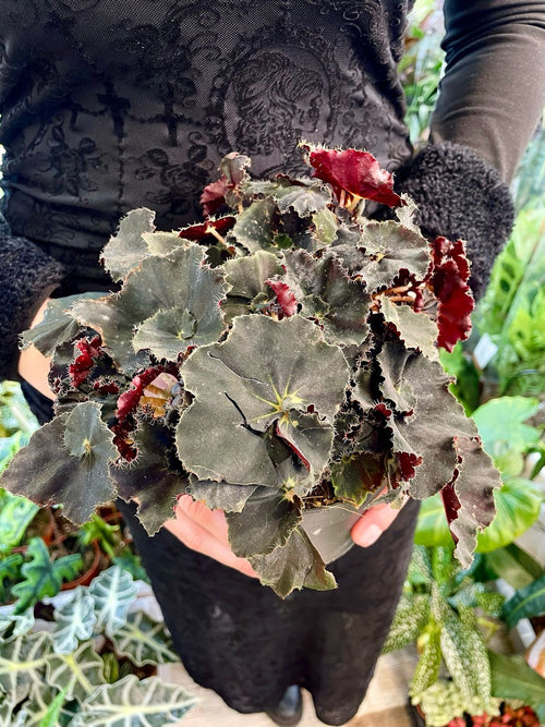 Begonia rex Dark Mambo fi12