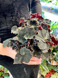 Begonia rex Dark Mambo 12cm pot